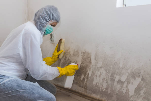 Certified Mold Removal in South Miami Heights, FL
