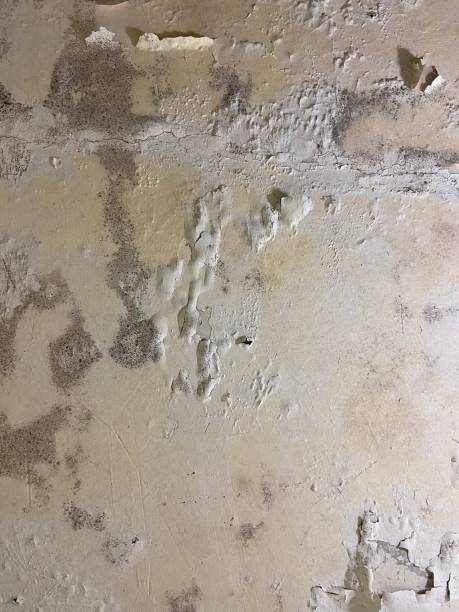 Best Professional Mold Removal  in South Miami Heights, FL