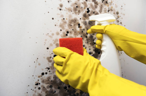Mold Removal and Inspection in South Miami Heights, FL