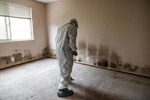Best Toxic Mold Removal  in South Miami Heights, FL