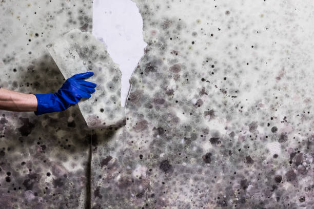 Best Emergency Mold Removal  in South Miami Heights, FL