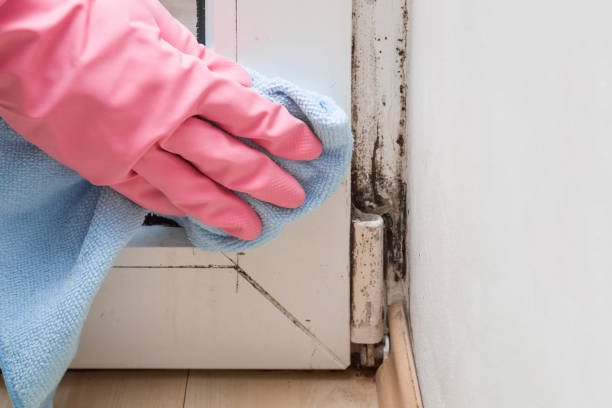Best Residential Mold Removal  in South Miami Heights, FL